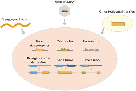 Evolution: New Gene.